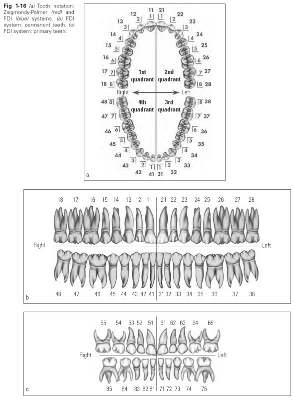 Fdi Charting Dental