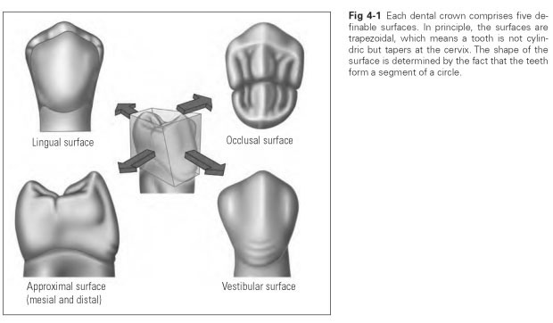 crown for tooth wiki