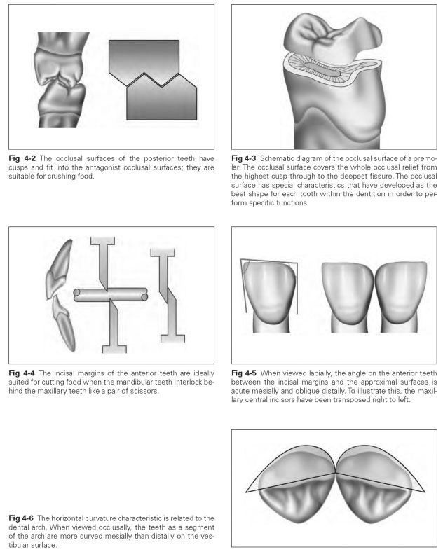 crown for tooth wiki