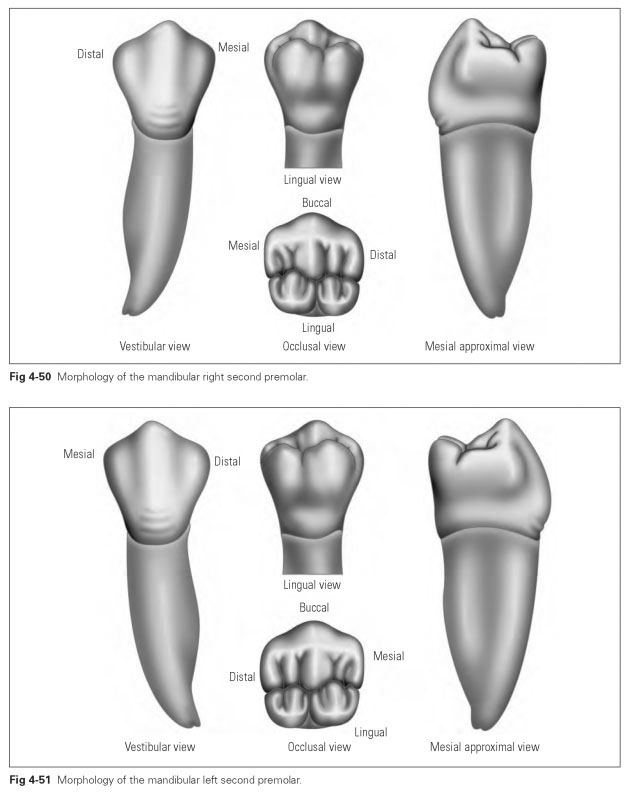 Mandibular Premolars Dental Technology How To Tips