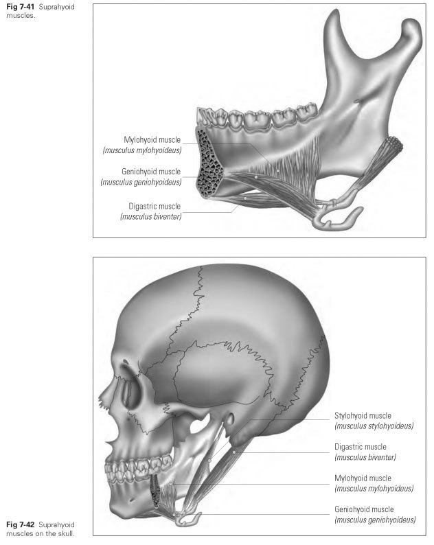 Muscle Groups of the Hyoid Bone - Dental Technology: How ...