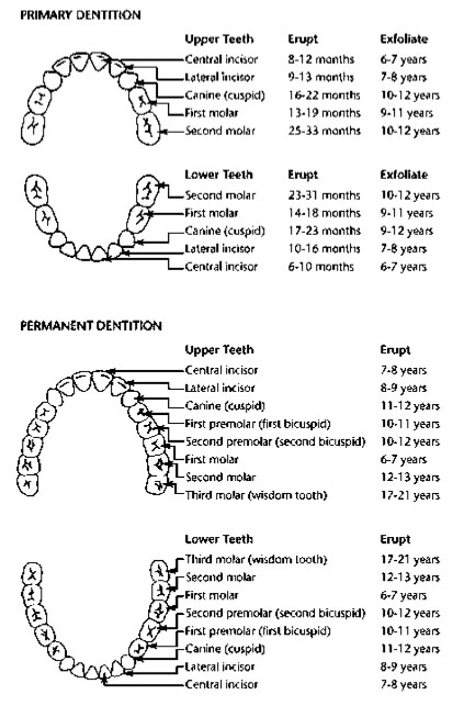 Tooth Eruption Chart