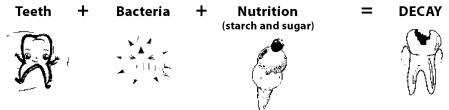 Tooth Eruption Chart