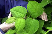 Spotted knotweed