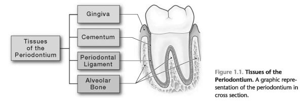 Tissues of the periodontium