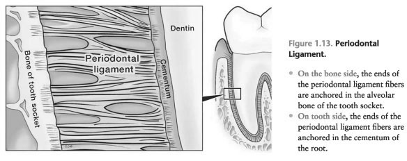 Periodontal ligament function