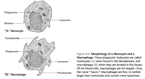 Cells of the immune system chart