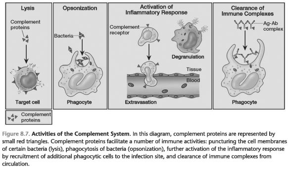 THE COMPLEMENT SYSTEM