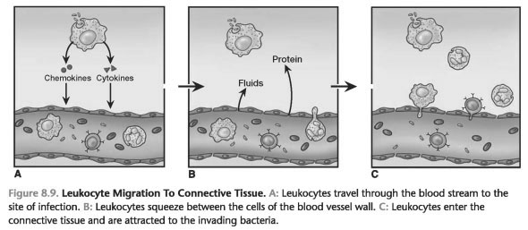 Leukocyte migration across the endothelium depends on