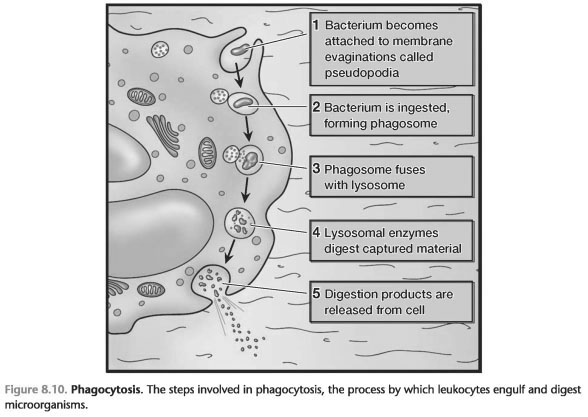 Phagocytosis