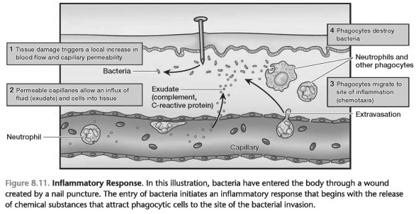 MAJOR EVENTS IN THE INFLAMMATORY RESPONSE