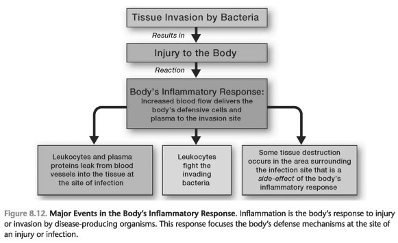 Two stages of acute inflammation