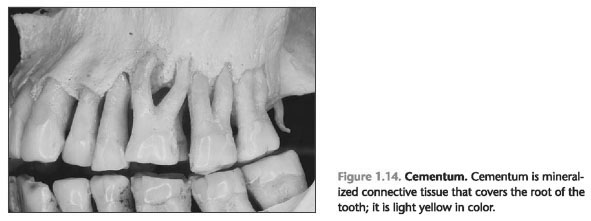 Root cementum