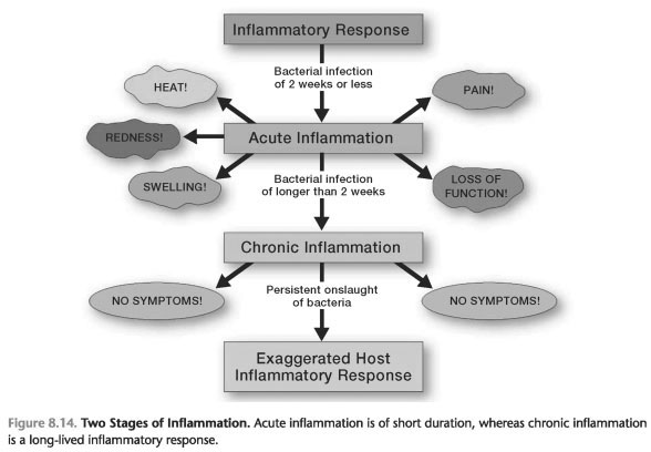 The acute inflammatory process