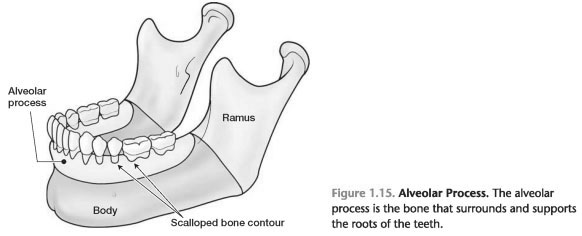 Alveolar bone crest