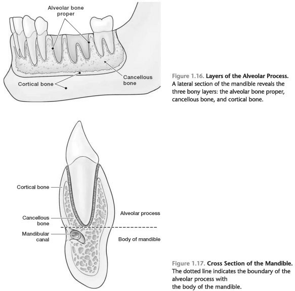 Alveolar process of maxilla