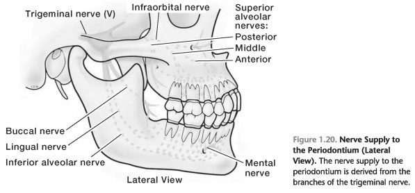 Nerve supply to the periodontium