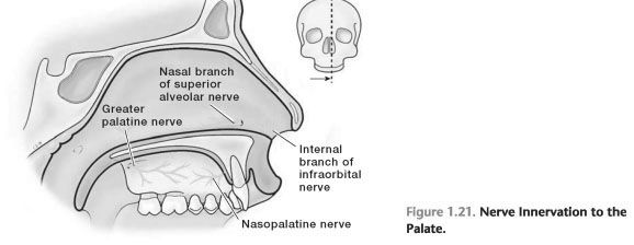 Nerve supply to the periodontium