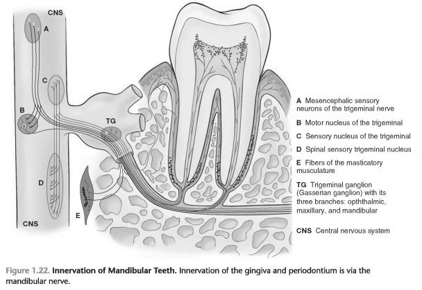 Periodontal tissues comprise