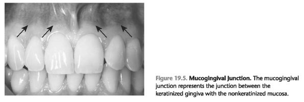 Mucogingival junction function