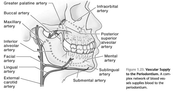 Blood supply to the periodontium