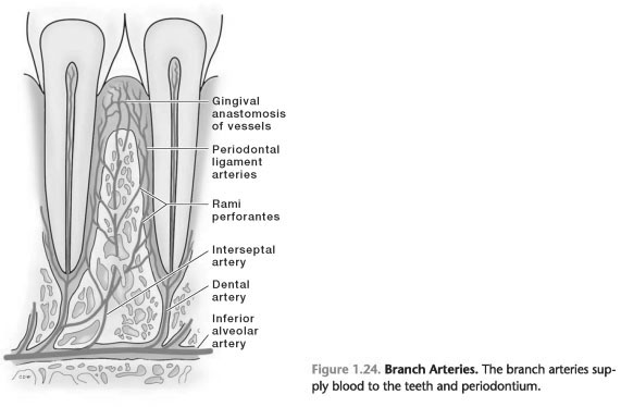 Blood supply to the periodontium