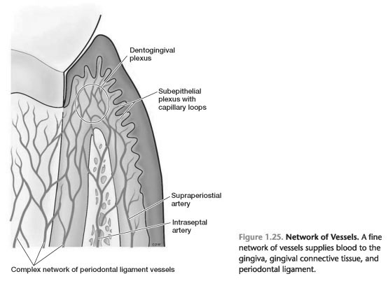 Blood supply to the periodontium