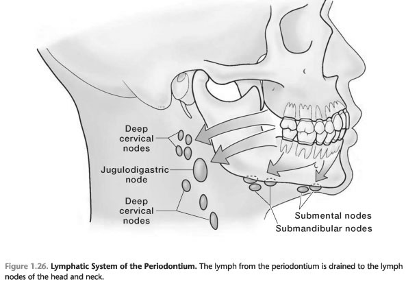 Lymphatic system and the periodontium