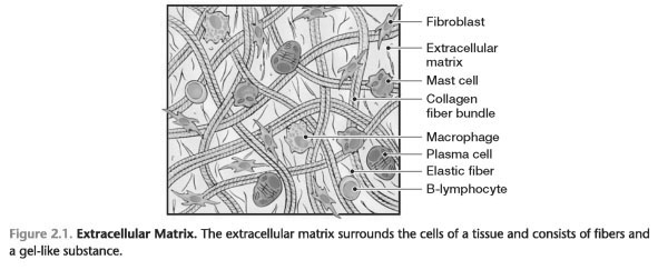 Microscopic anatomy of the tissues