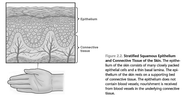 Anatomy epithelial tissue games