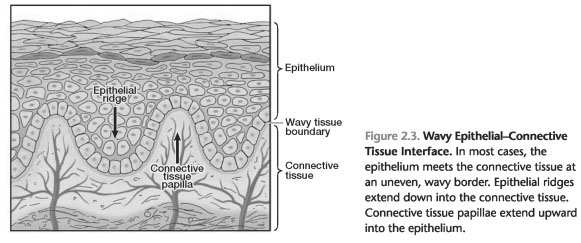 Epithelial connective tissue differences