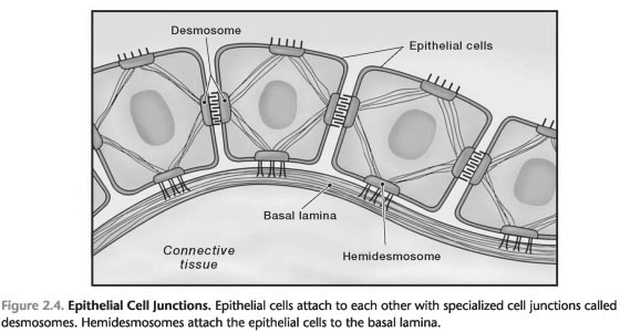 Epithelial cell junctions