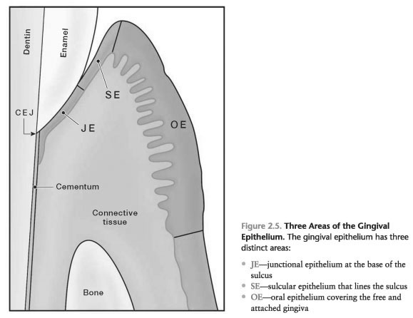 Microscopic anatomy of gingival epithelium