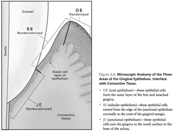 WHY THE TEETH NEED A JUNCTIONAL EPITHELIUM