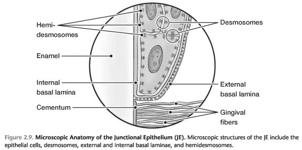 ATTACHMENT OF THE CELLS OF THE JUNCTIONAL EPITHELIUM
