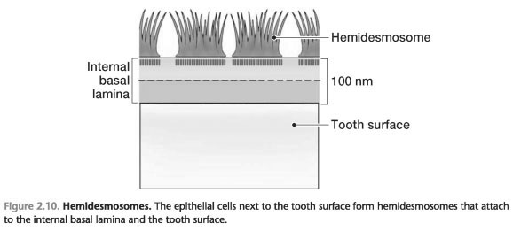 ATTACHMENT OF THE CELLS OF THE JUNCTIONAL EPITHELIUM
