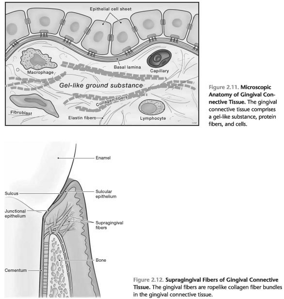 Components of gingival connective tissue