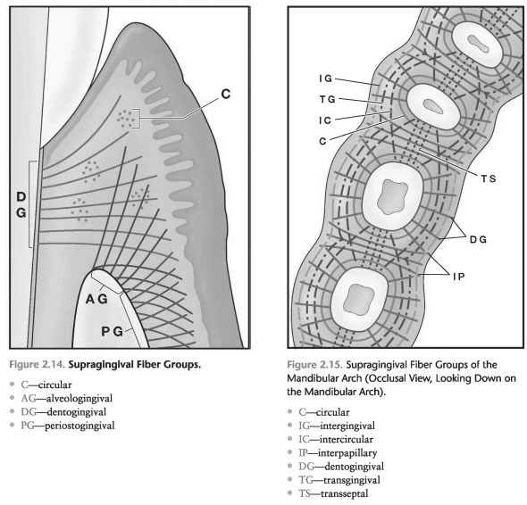 Alveolar gingival fibers