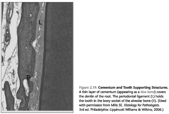 Conservation of Cementum During Periodontal Instrumentation