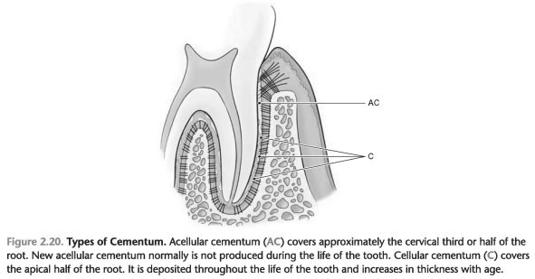 Cellular Cementum