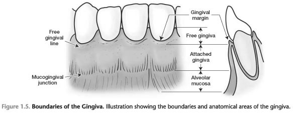 Free gingiva definition