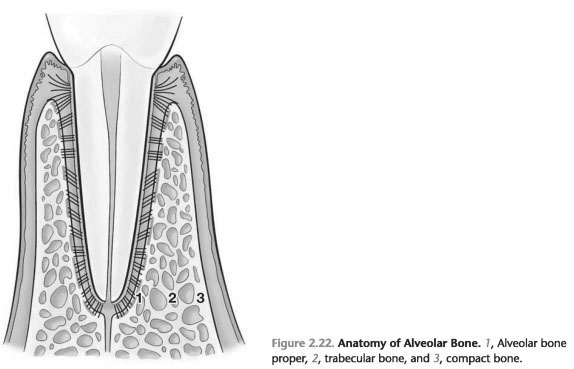 Anatomy of alveolar bone