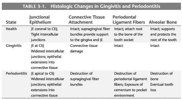 THREE BASIC STATES OF THE PERIODONTIUM