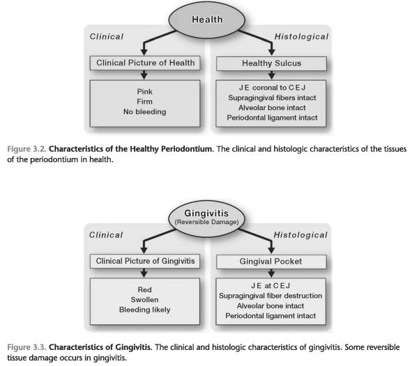 THREE BASIC STATES OF THE PERIODONTIUM