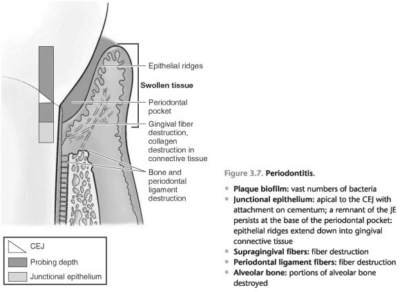 Gingival connective tissue fibres are primarily composed of