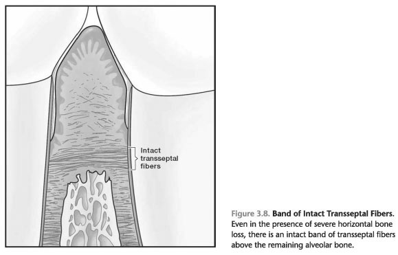 Gingival connective tissue fibers