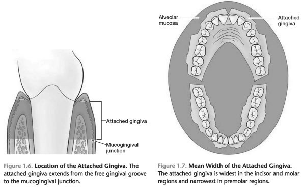 Attached Gingiva