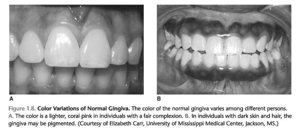 Biological width of attached gingiva