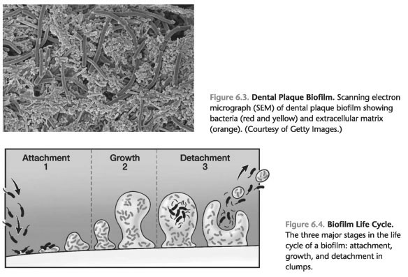 Life Cycle of a Biofilm