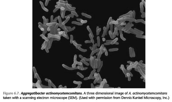 CURRENT SUSPECTED PERIODONTAL PATHOGENS